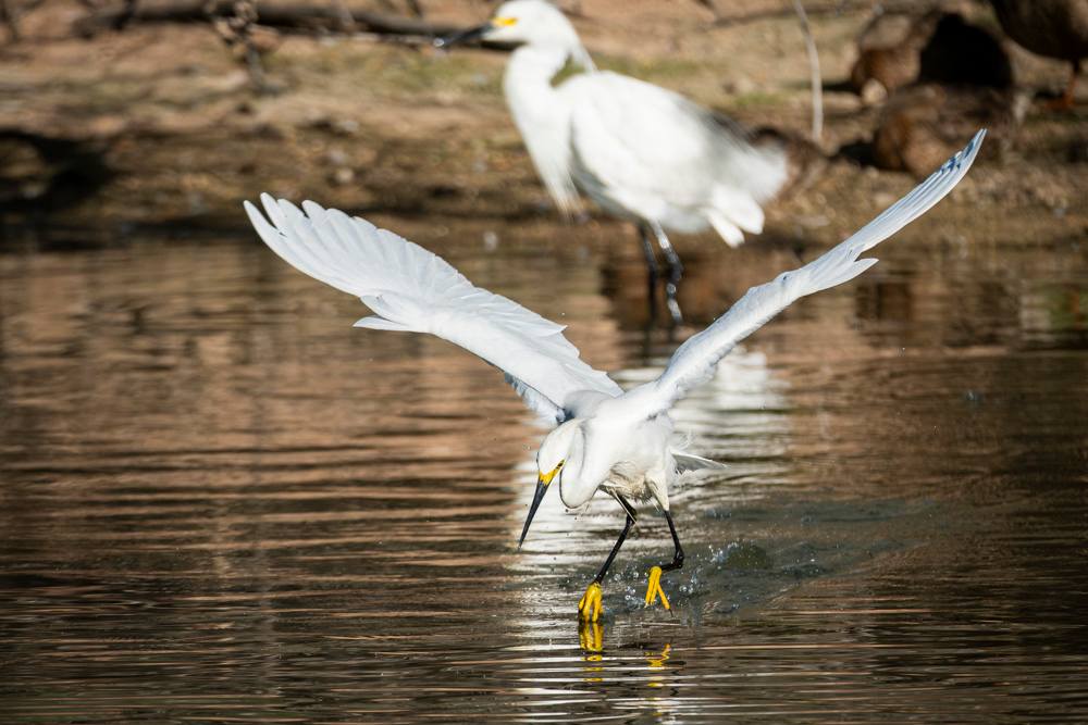 Egret Bird